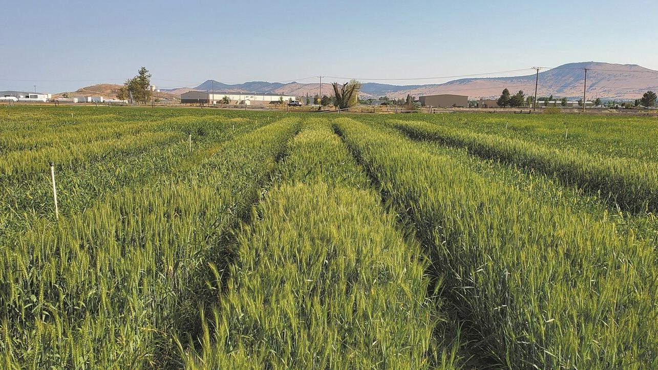 2024 Oregon Soft Winter Wheat Yield Trials: Unveiling the Top Performing Varieties